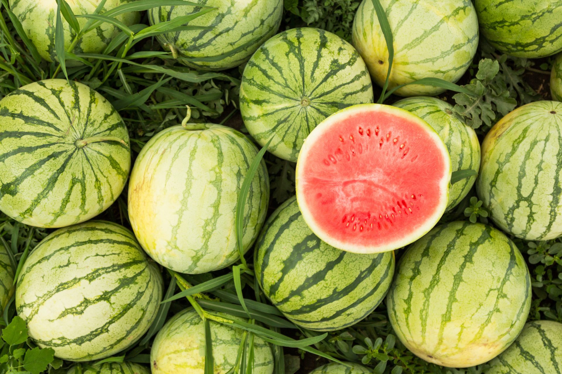 melon
